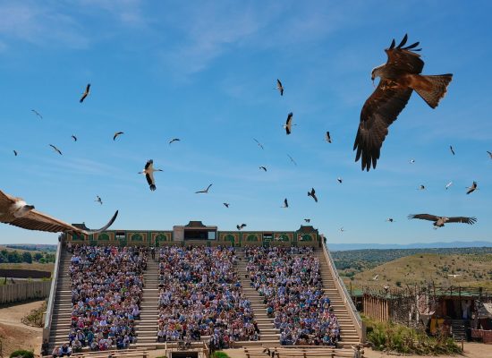 Aves Puy de Fou